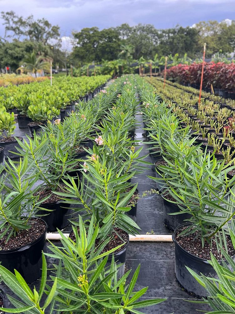 nerium-oleander-dwarf-pink-ice-oleander