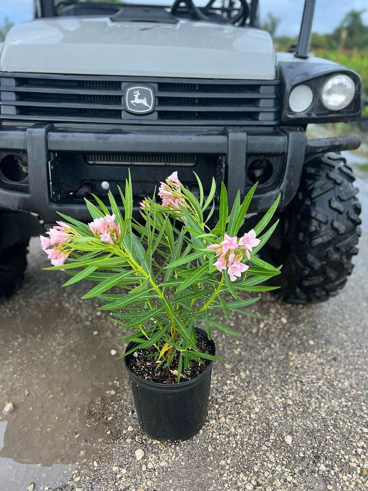 nerium-oleander-dwarf-pink-ice-oleander