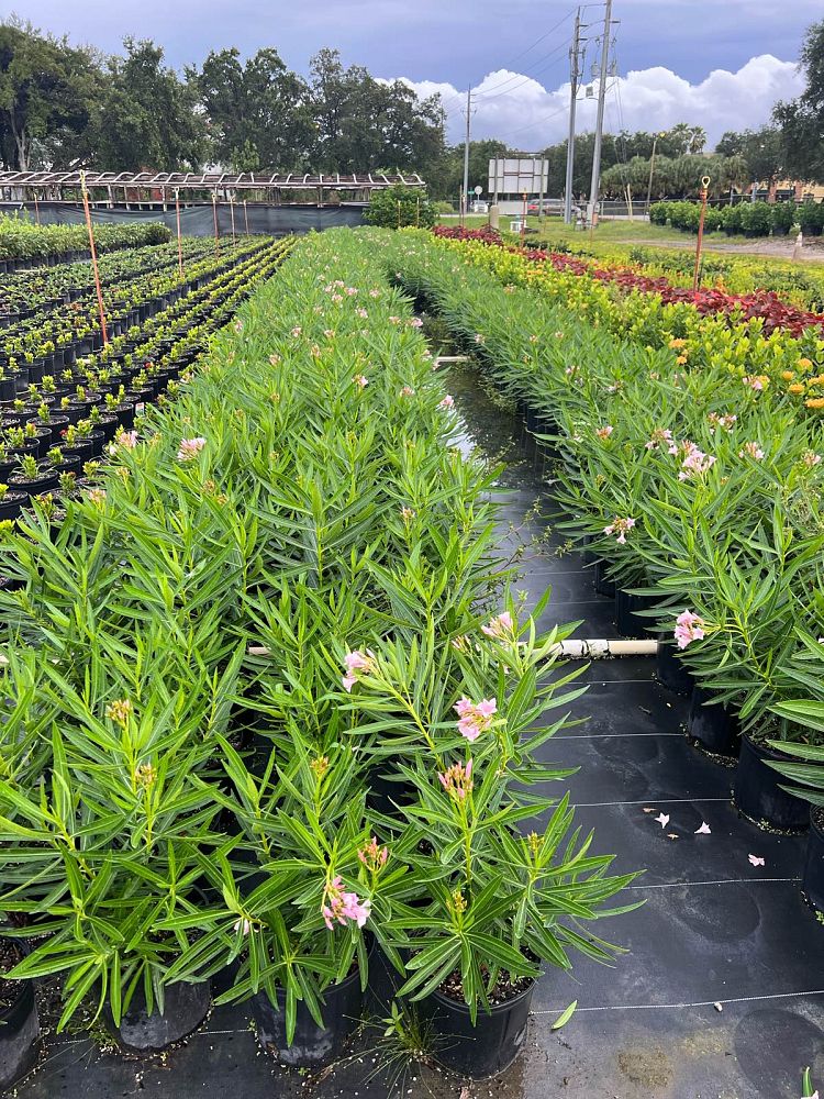 nerium-oleander-dwarf-pink-ice-oleander