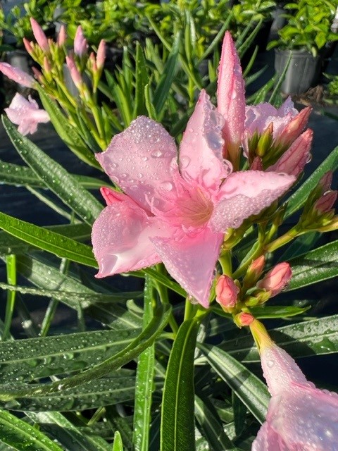 nerium-oleander-dwarf-pink-ice-oleander