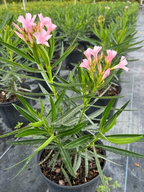 nerium-oleander-dwarf-pink-ice-oleander