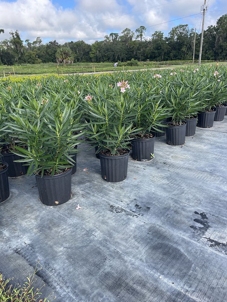 nerium-oleander-dwarf-pink-ice-oleander