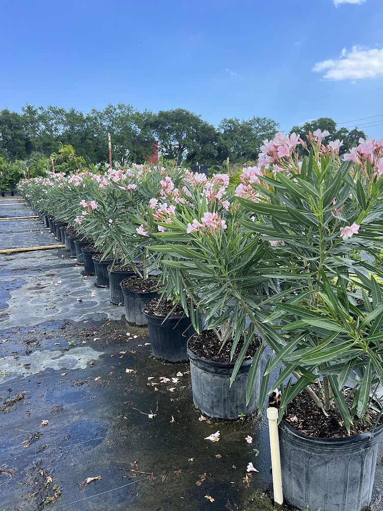 nerium-oleander-dwarf-pink-ice-oleander