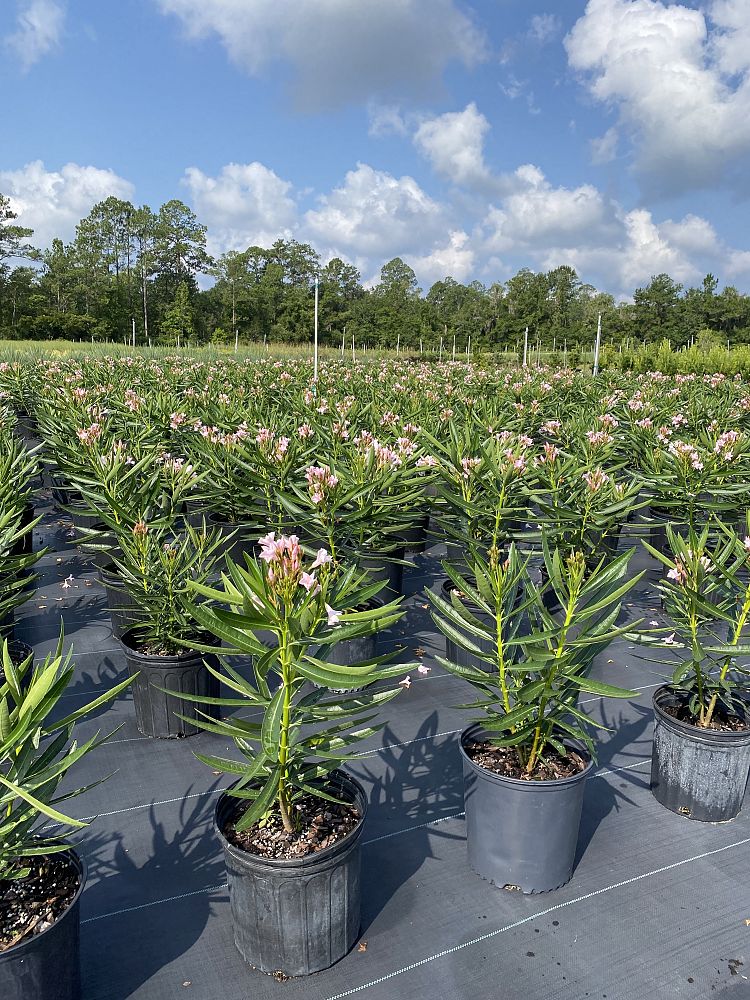 nerium-oleander-dwarf-pink-ice-oleander