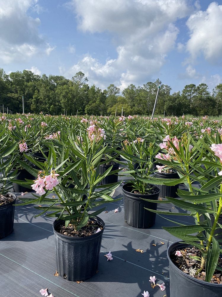 nerium-oleander-dwarf-pink-ice-oleander