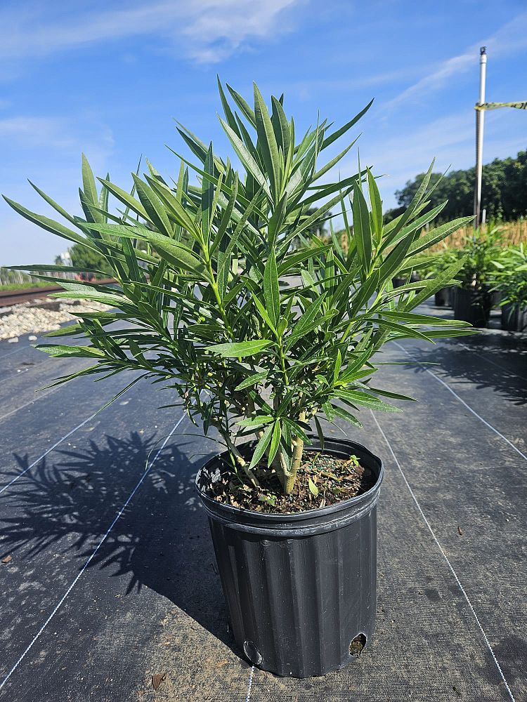nerium-oleander-dwarf-pink-ice-oleander