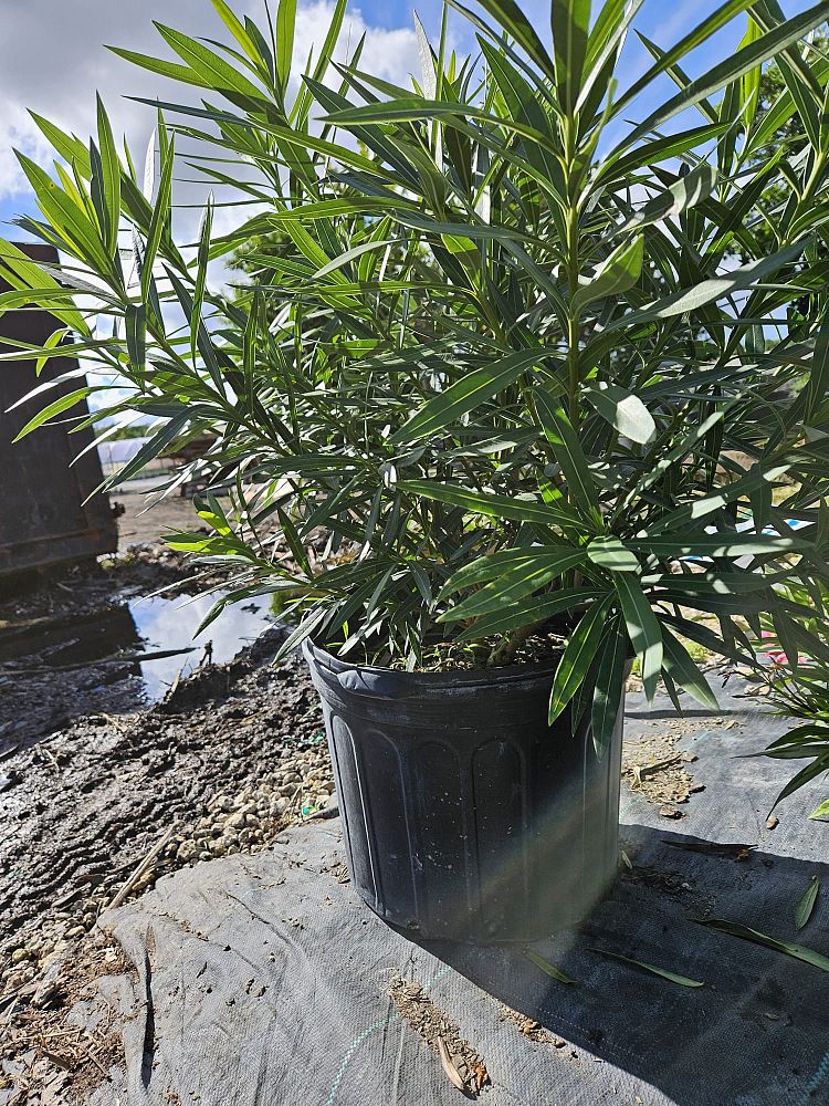 nerium-oleander-dwarf-pink-ice-oleander