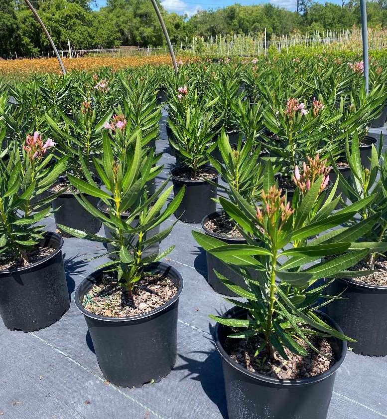 nerium-oleander-dwarf-pink-ice-oleander