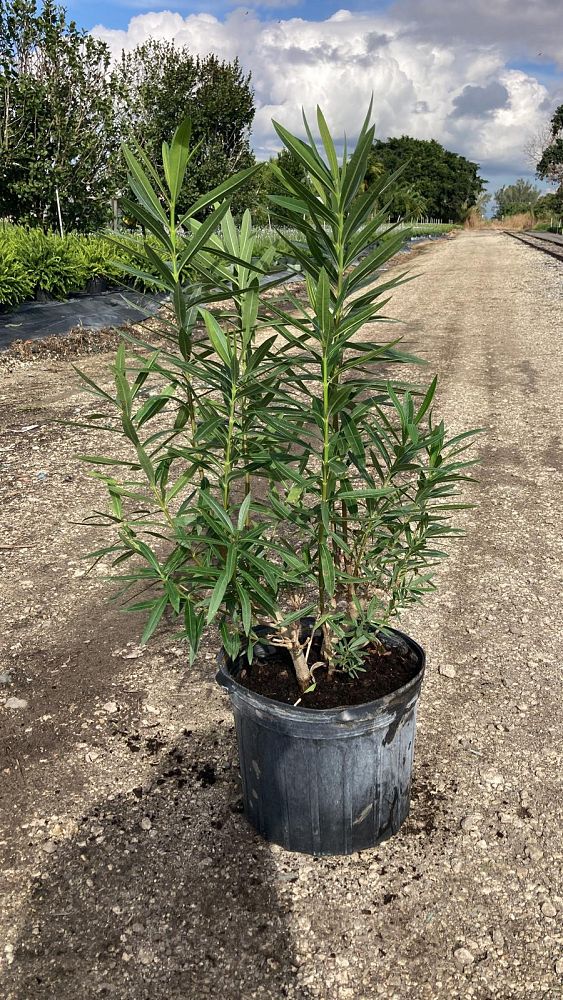 nerium-oleander-dwarf-pink-ice-oleander