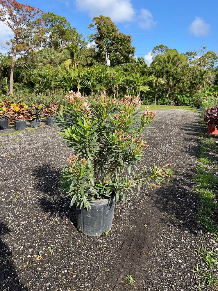 nerium-oleander-dwarf-pink-ice-oleander