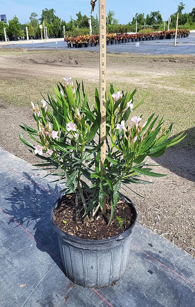nerium-oleander-dwarf-pink-ice-oleander