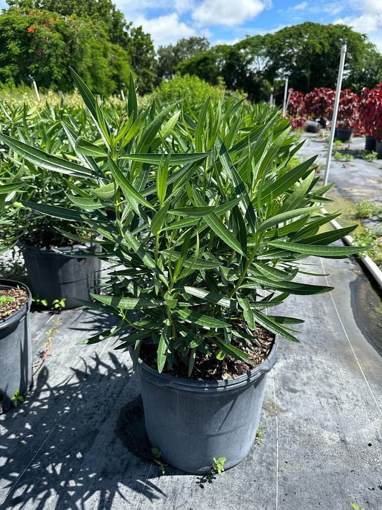nerium-oleander-dwarf-pink-ice-oleander
