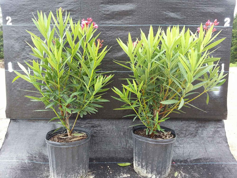 nerium-oleander-hardy-pink-oleander