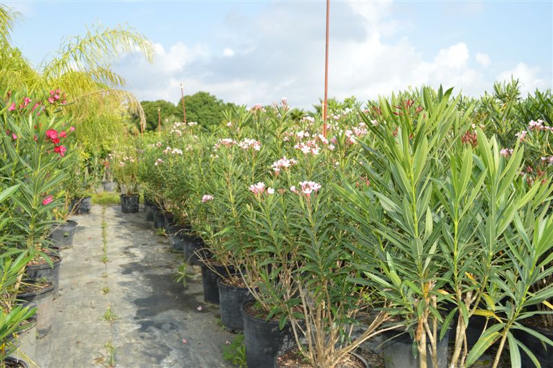 nerium-oleander-hardy-pink-oleander