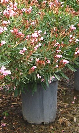 nerium-oleander-hardy-pink-oleander