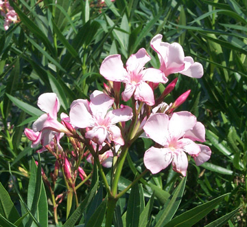 nerium-oleander-hardy-pink-oleander