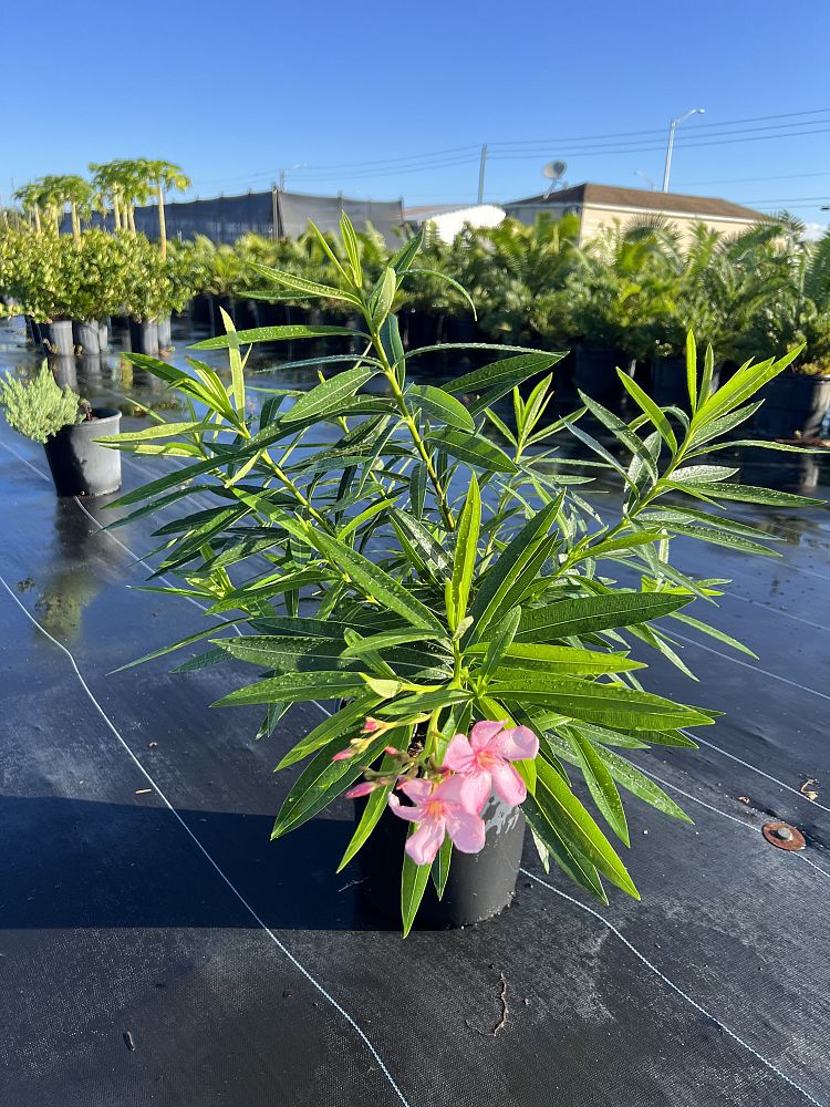 nerium-oleander-hardy-pink-oleander