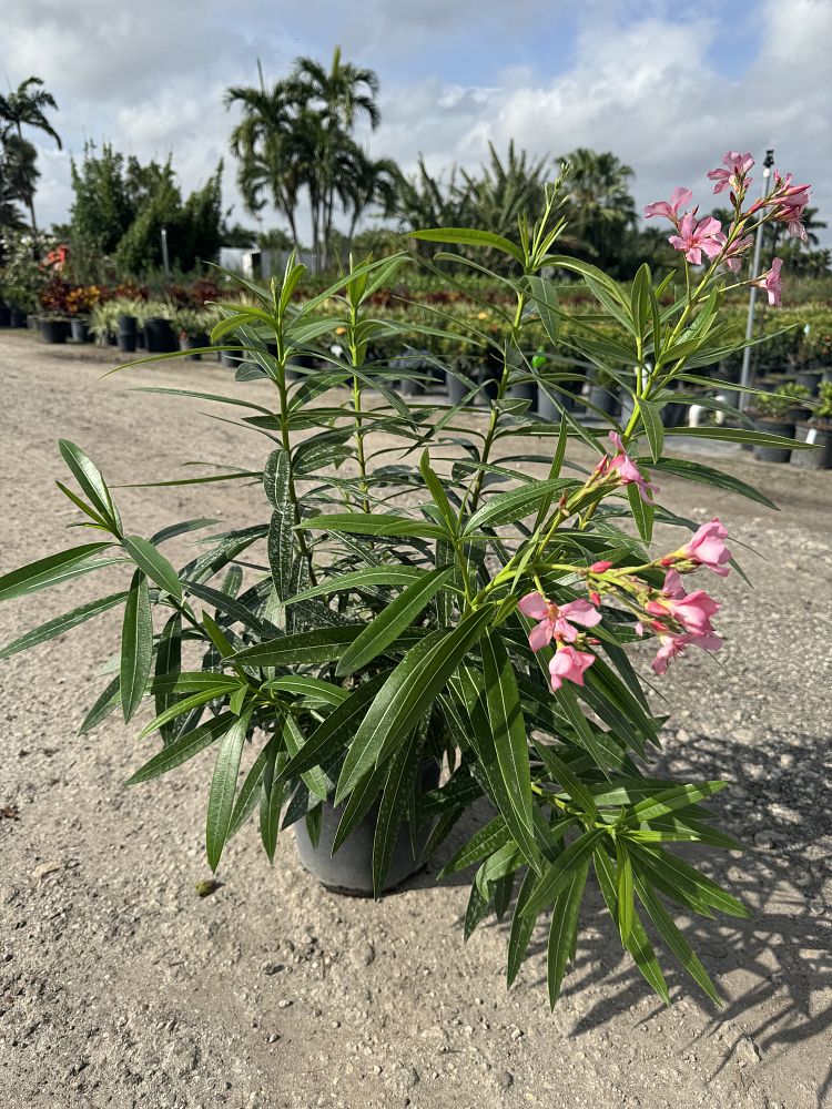 nerium-oleander-hardy-pink-oleander