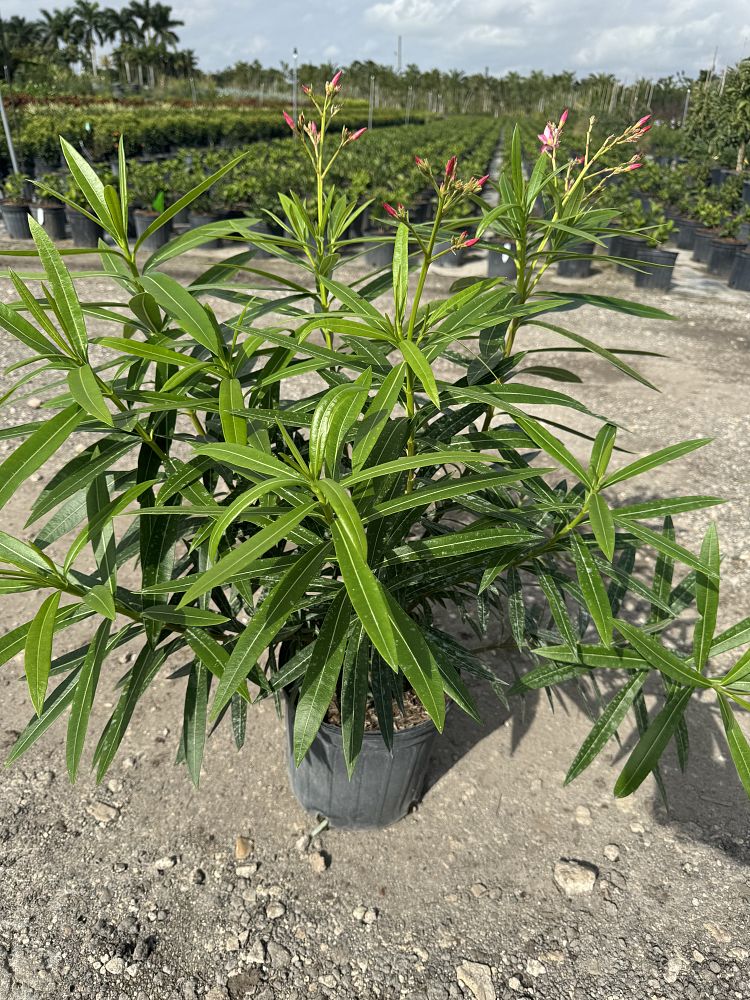 nerium-oleander-hardy-pink-oleander