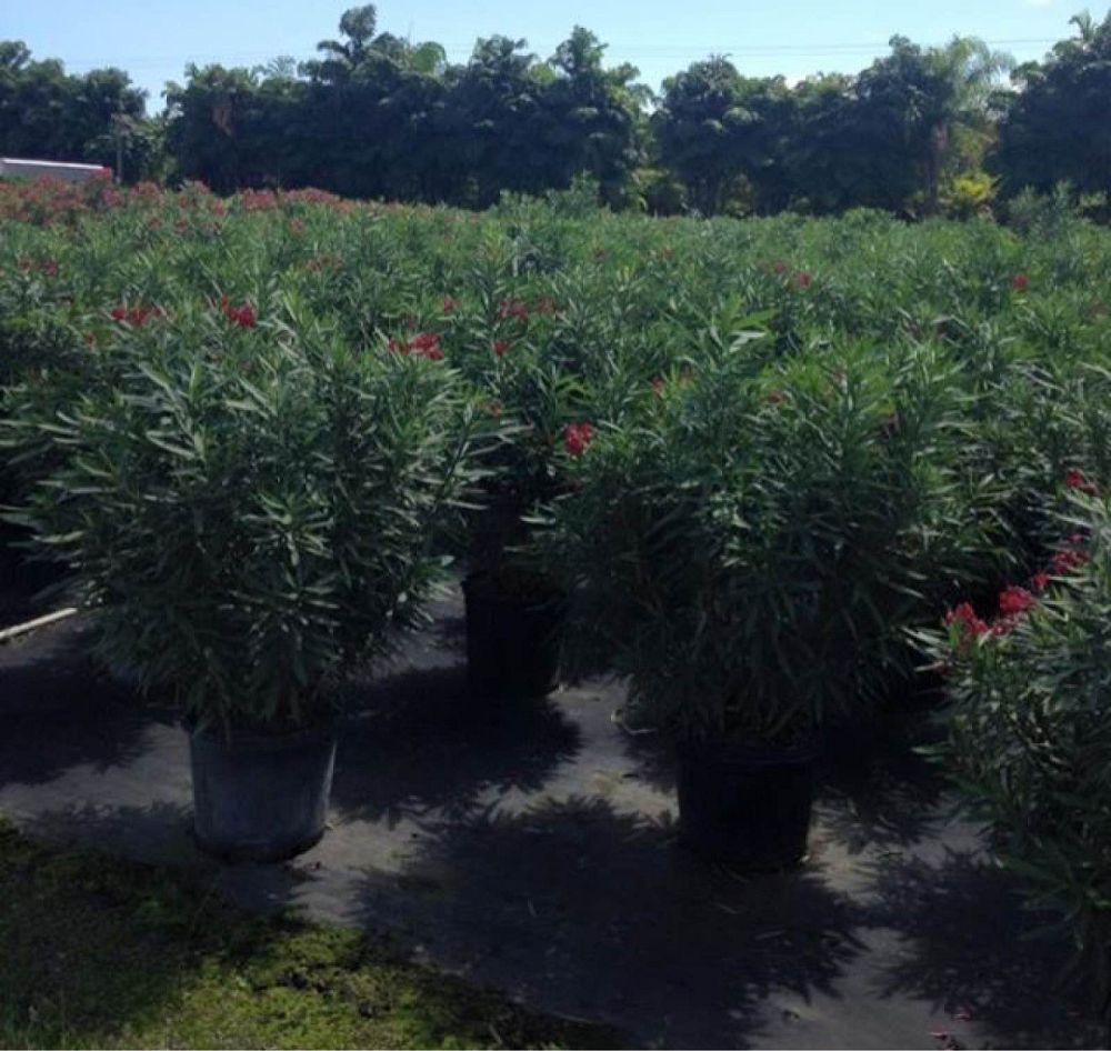 nerium-oleander-hardy-red-oleander