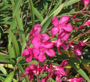 nerium-oleander-hardy-red-oleander