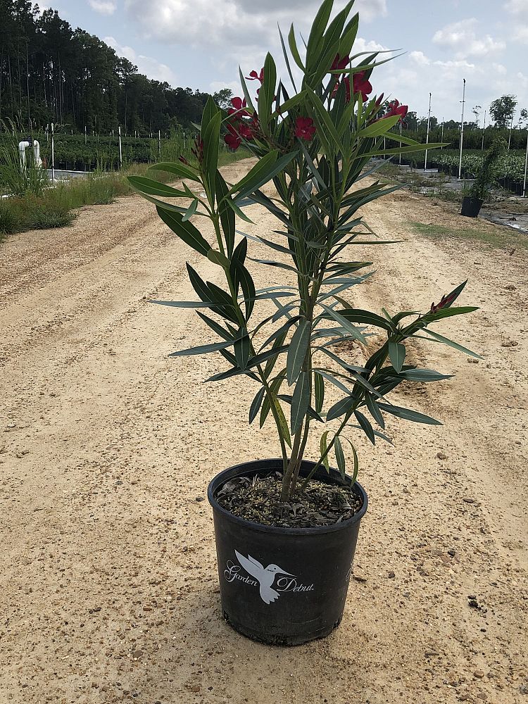 nerium-oleander-hardy-red-oleander