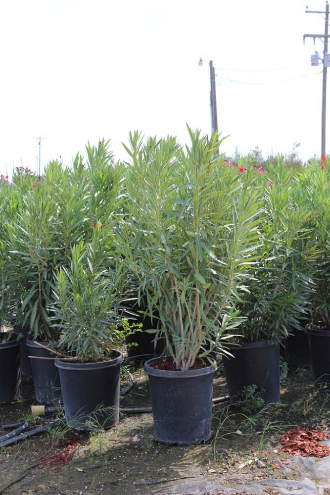 nerium-oleander-hardy-red-oleander