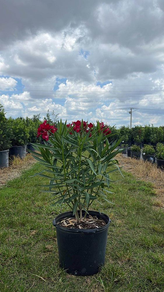 nerium-oleander-hardy-red-oleander