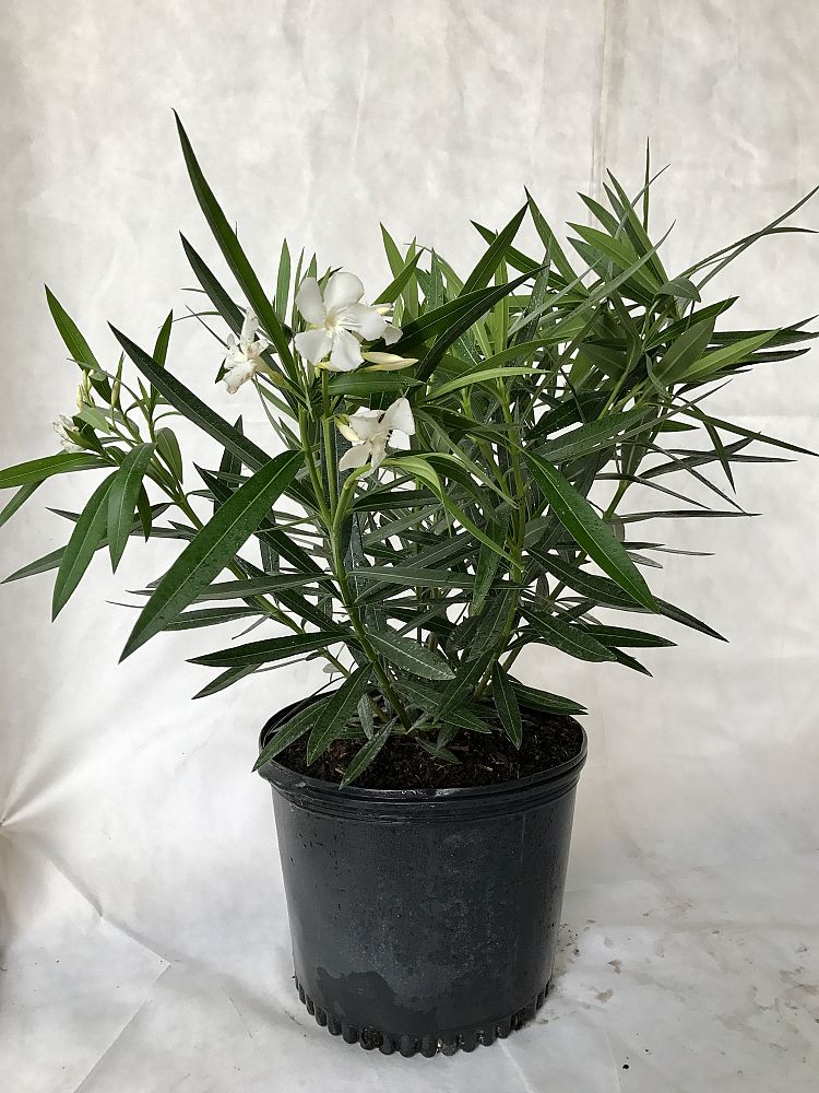 nerium-oleander-hardy-white-oleander