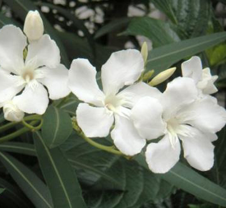 nerium-oleander-hardy-white-oleander