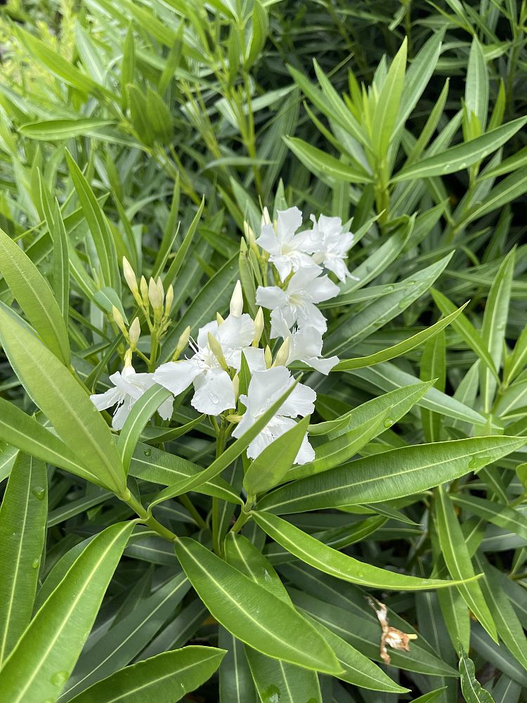 nerium-oleander-hardy-white-oleander