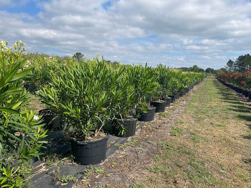 nerium-oleander-hardy-white-oleander