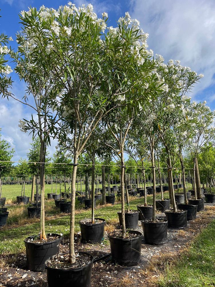 nerium-oleander-hardy-white-oleander