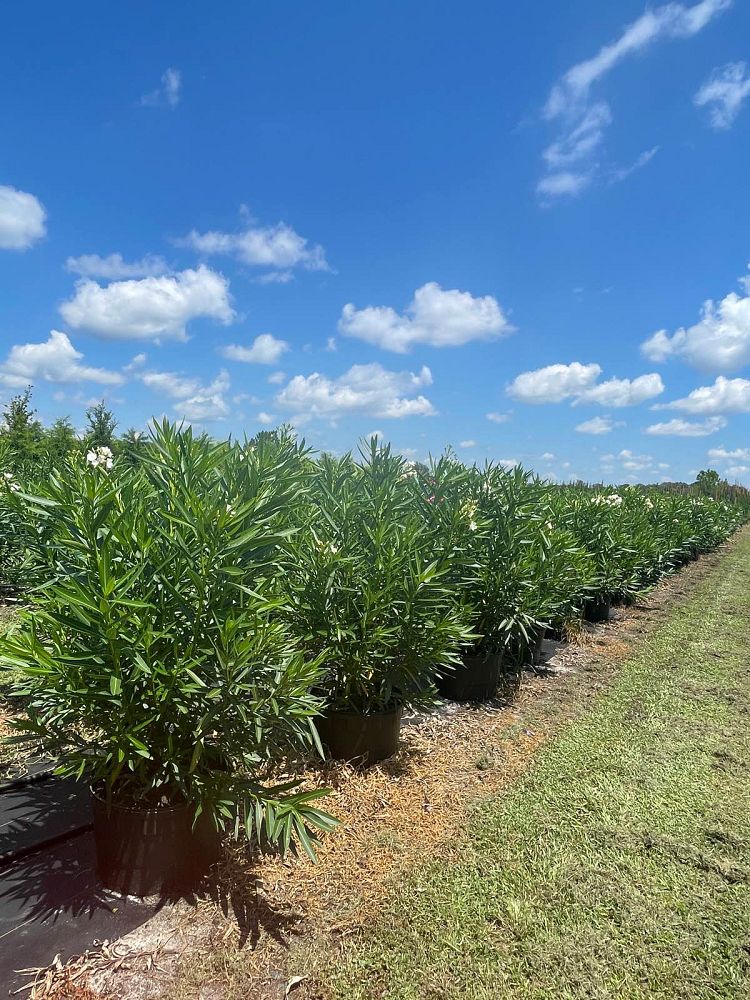 nerium-oleander-hardy-white-oleander