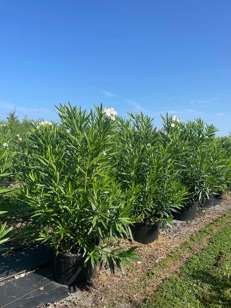 nerium-oleander-hardy-white-oleander