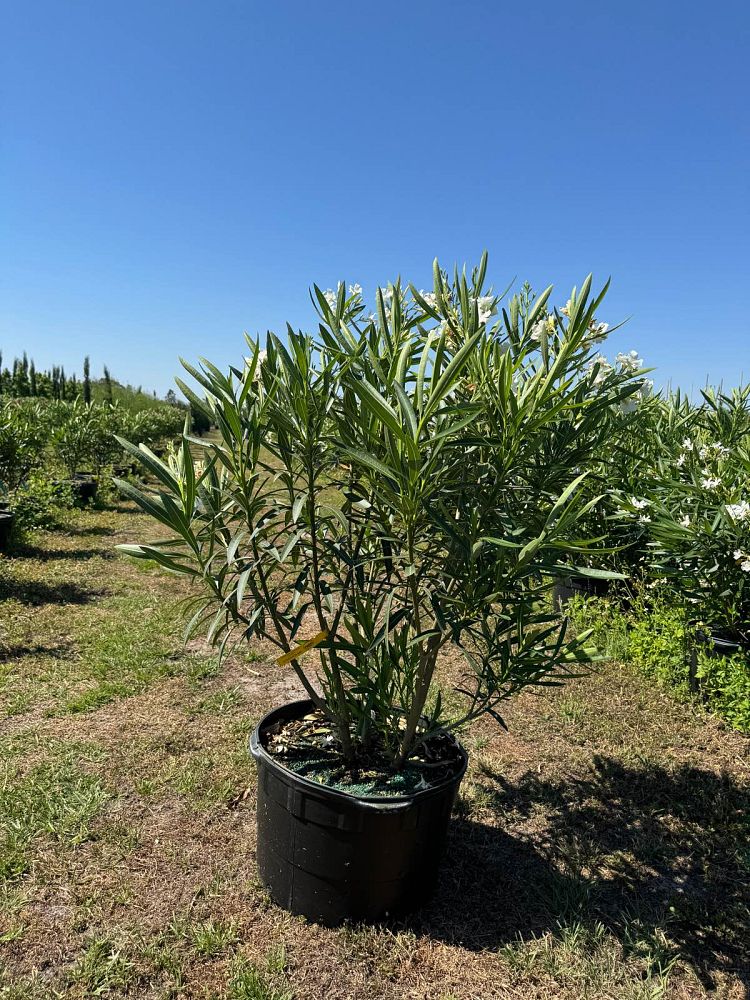 nerium-oleander-hardy-white-oleander