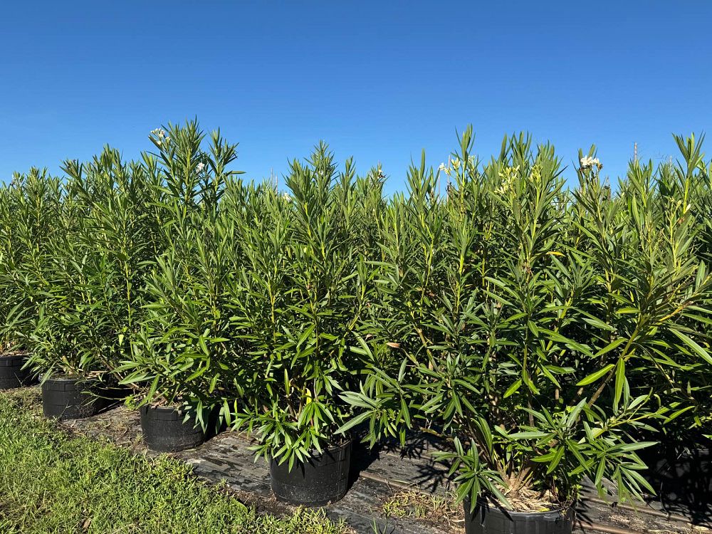 nerium-oleander-hardy-white-oleander