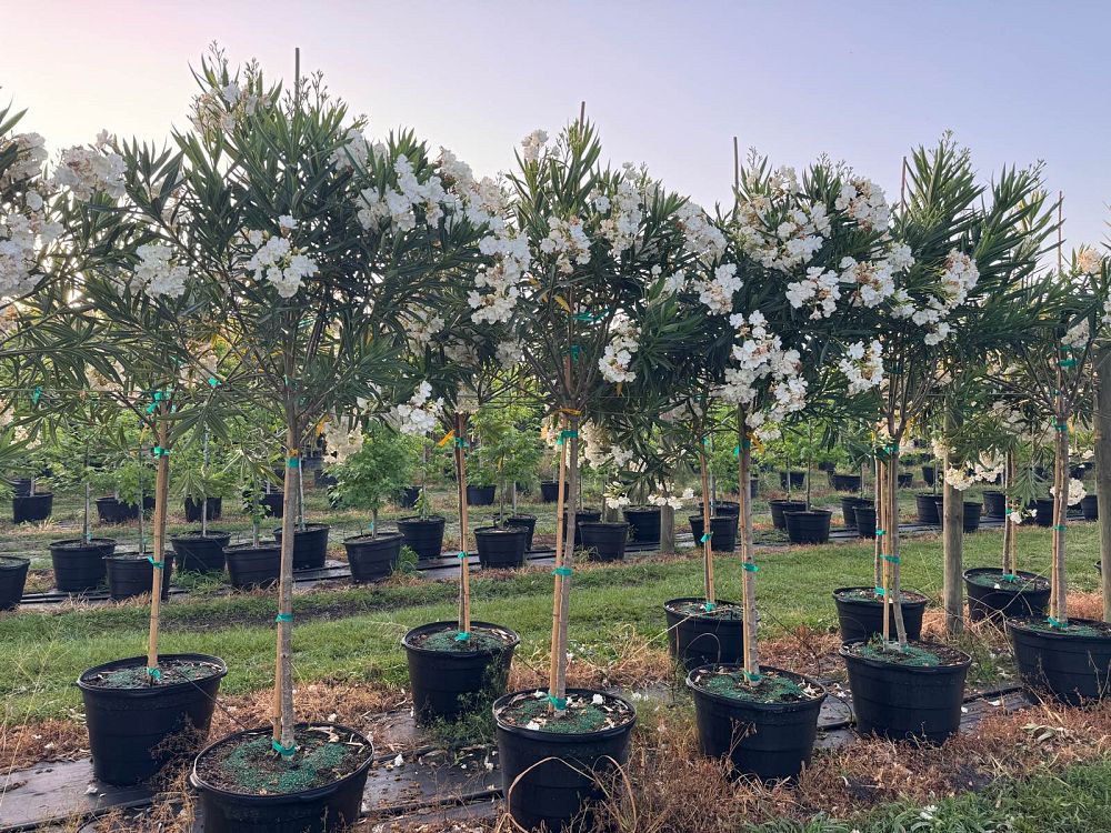 nerium-oleander-hardy-white-oleander