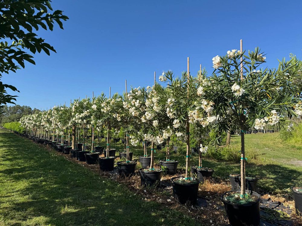 nerium-oleander-hardy-white-oleander