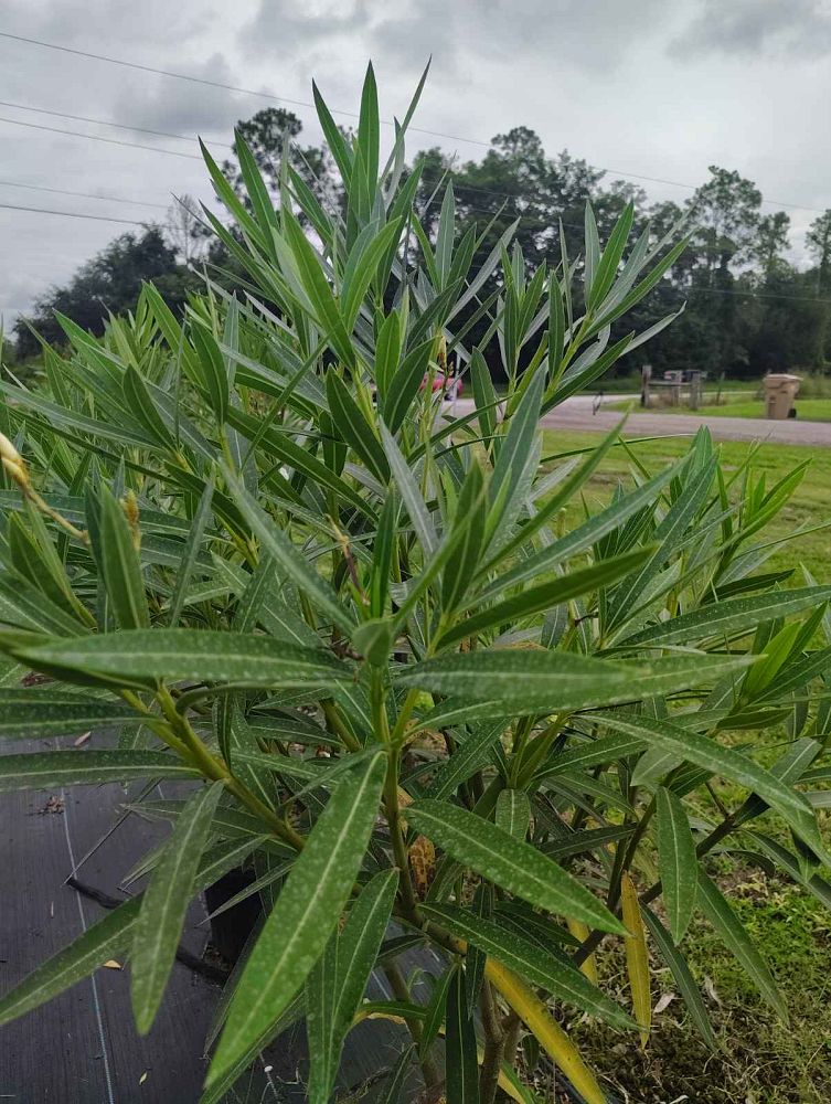 nerium-oleander-hardy-white-oleander
