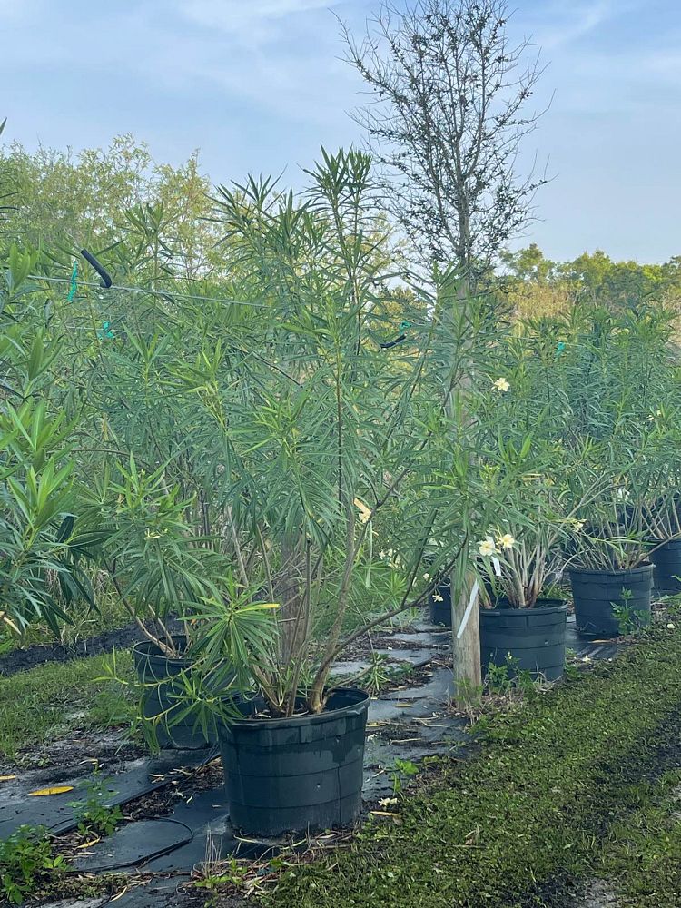 nerium-oleander-hardy-yellow-oleander