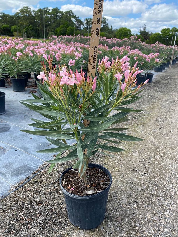 nerium-oleander-ice-pink-oleander