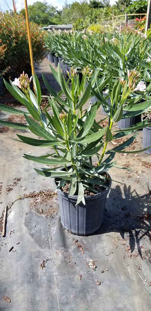 nerium-oleander-ice-pink-oleander