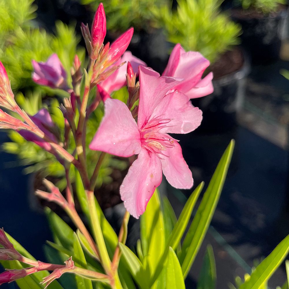 nerium-oleander-ice-pink-oleander