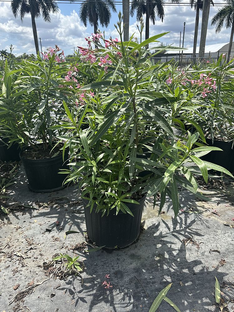nerium-oleander-ice-pink-oleander