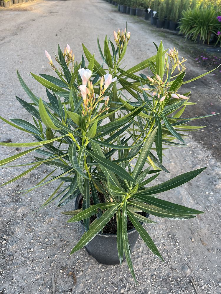 nerium-oleander-ice-pink-oleander