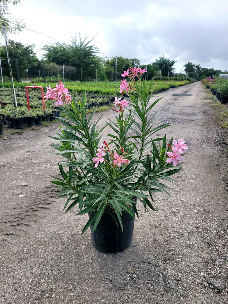 nerium-oleander-ice-pink-oleander