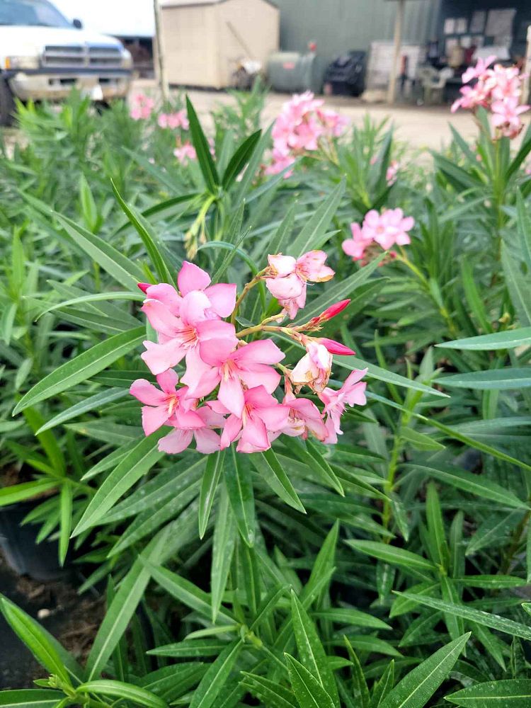 nerium-oleander-ice-pink-oleander
