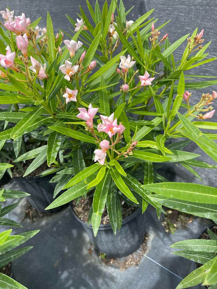 nerium-oleander-ice-pink-oleander