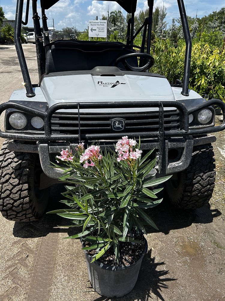 nerium-oleander-ice-pink-oleander